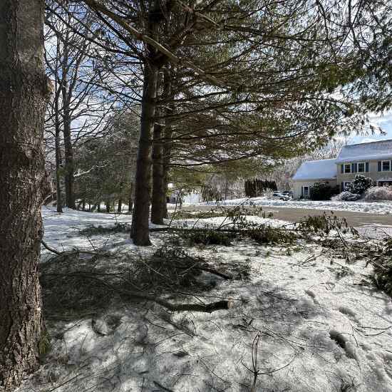 avon tree company