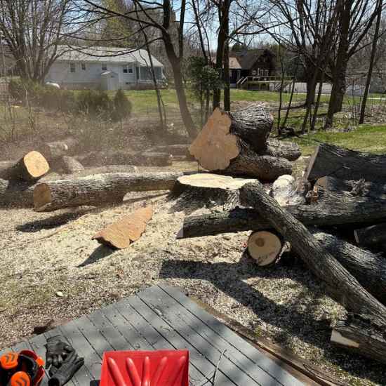 tree stump removal Bristol