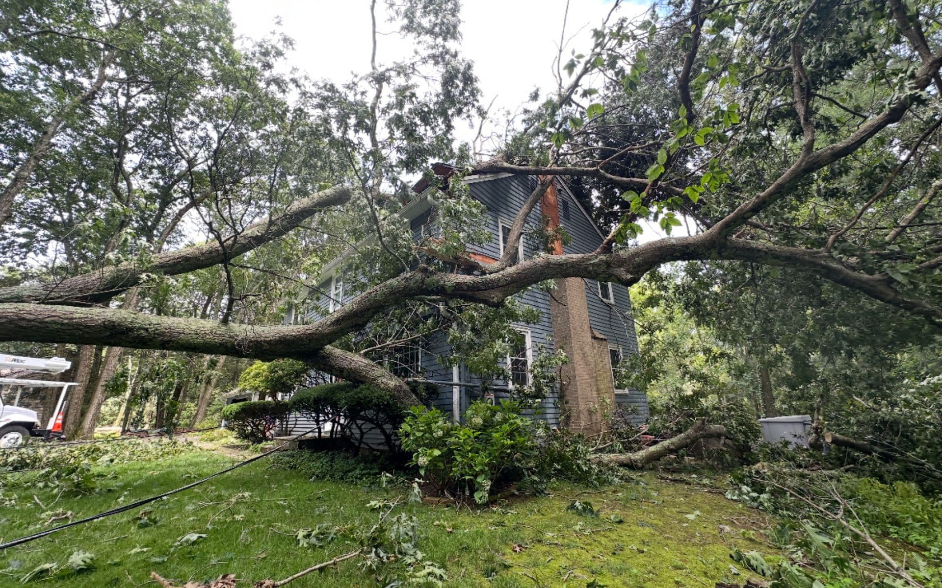 cheshire ct tree service