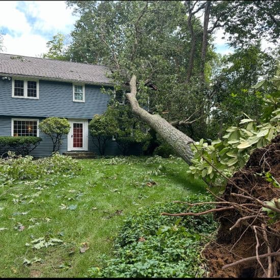 tree company cheshire ct