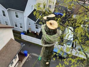 Meriden tree removal