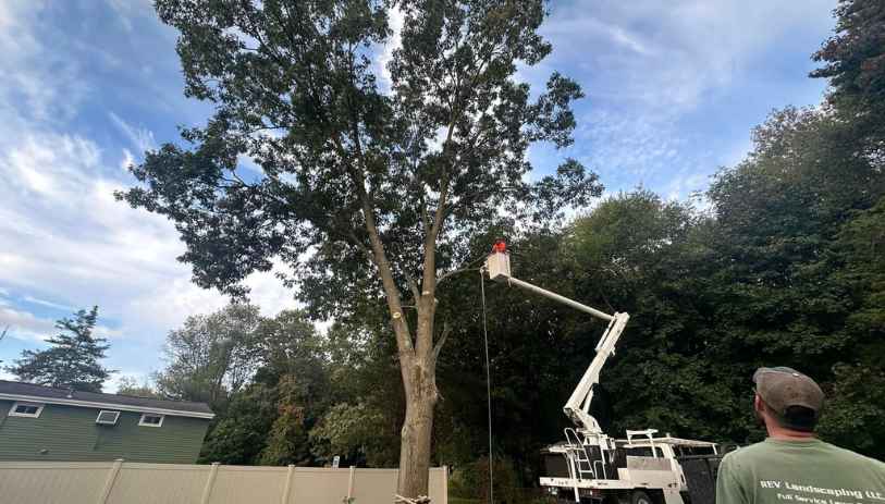 tree removal Bristol CT