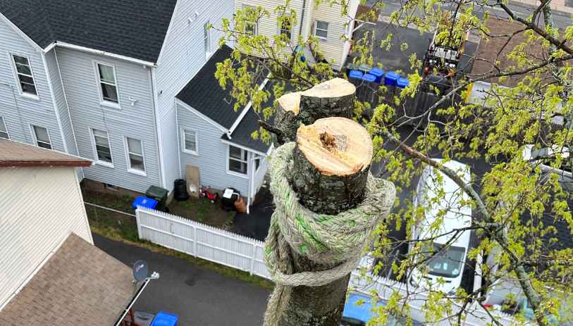 tree service Bristol