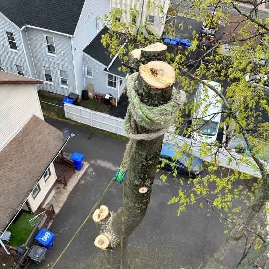 tree removal cheshire
