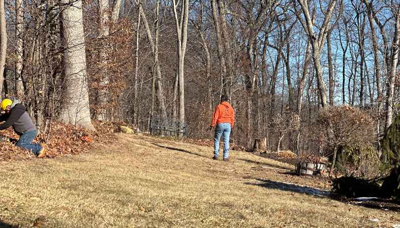 Bristol tree service