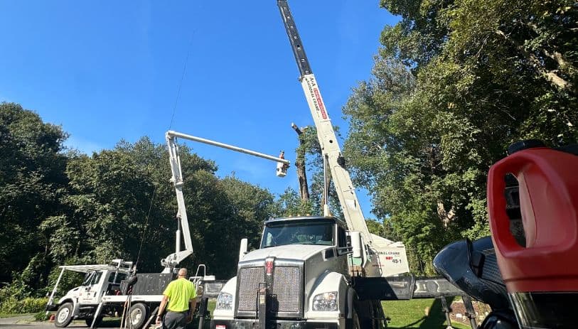 tree and stump removal meriden ct