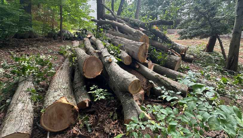 Bristol tree services
