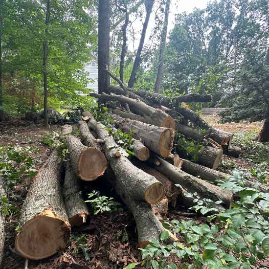 Cheshire tree removal