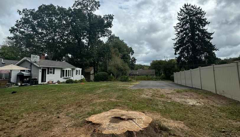 tree stump removal Prospect CT