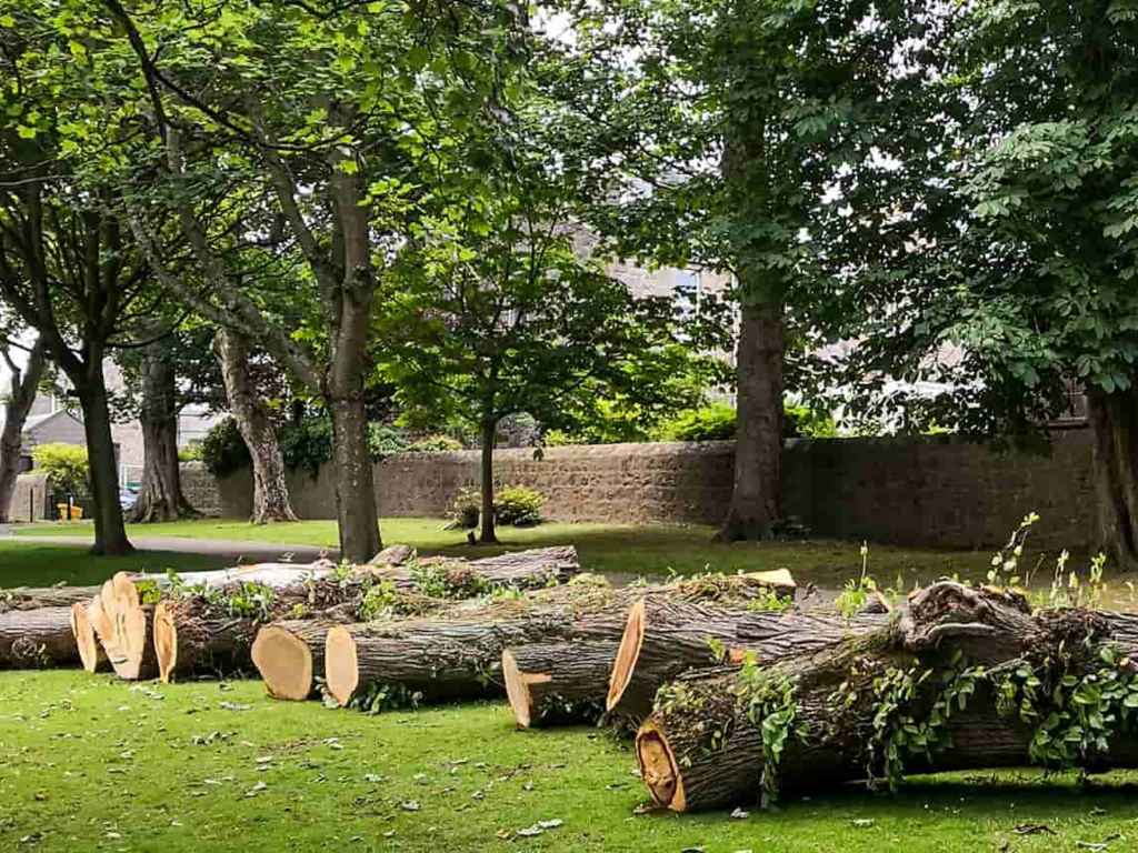 tree removal CT 1