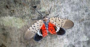 spotted lantern fly Connecticut
