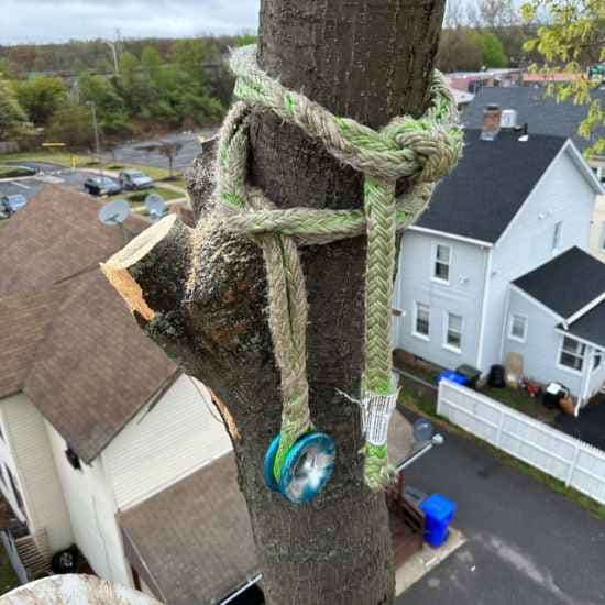 Bristol tree services