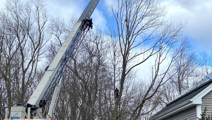 crane assisted tree removal Cheshire CT