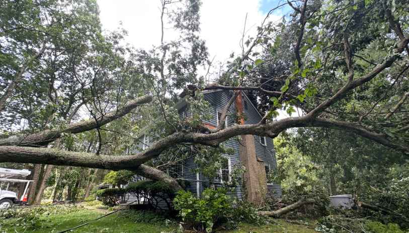meriden tree service