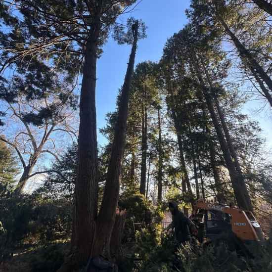 Cheshire tree service