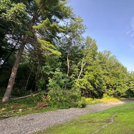 commercial tree removal cheshire