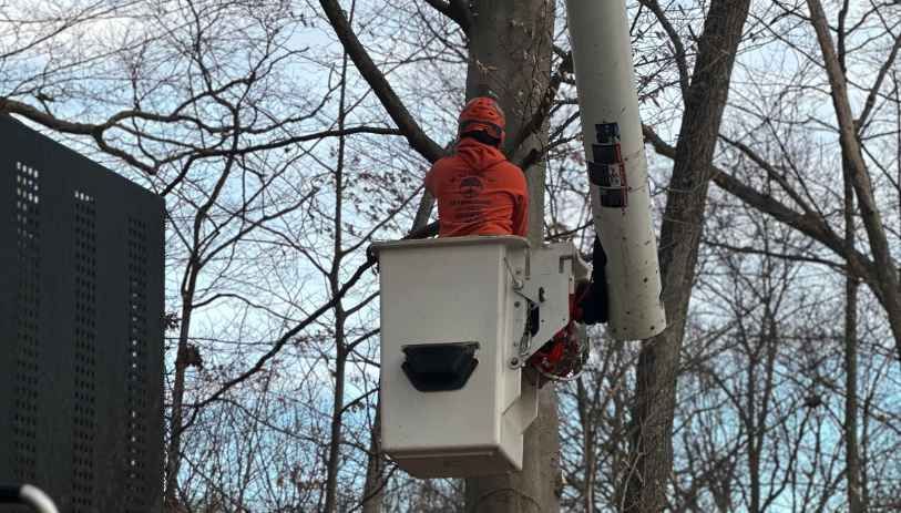 tree service meriden ct