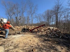 city of Burlington tree removal