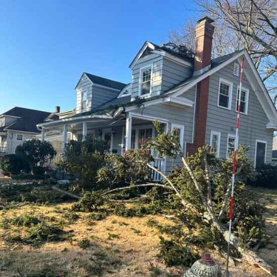tree removal Avon CT 1