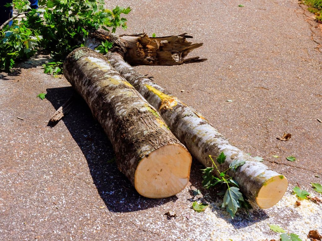 best tree removal service in Burlington