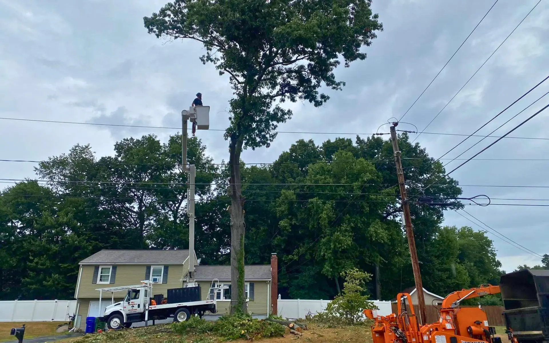 Cheshire tree service