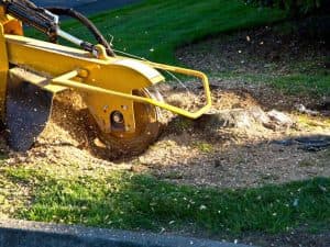 tree removal CT