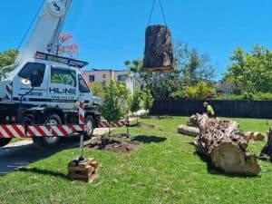 tree removal Meriden CT