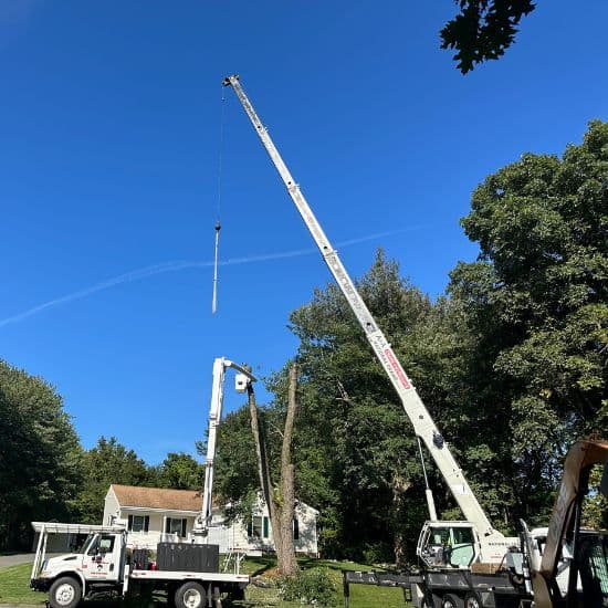 crane assisted tree removal services Cheshire CT