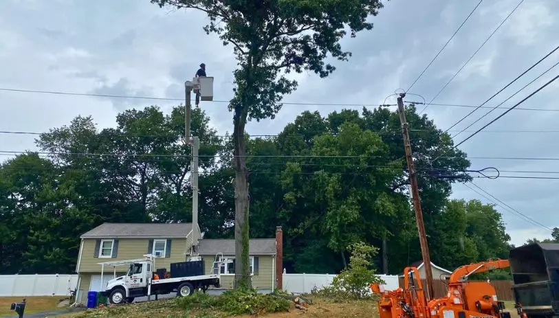 Meriden CT hazardous tree service removing dangerous tree near house with professional arborist crew