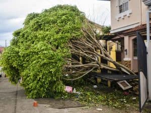 hazardous tree removal ct