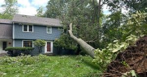Burlington CT tree removal