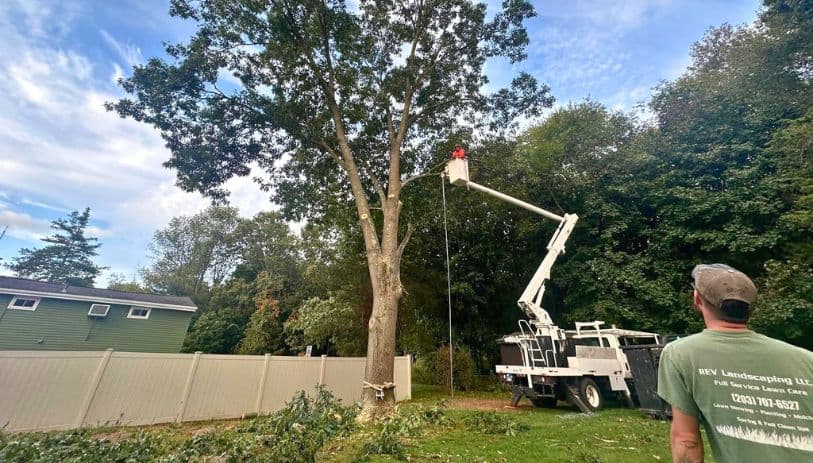 tree removal Cheshire CT 2