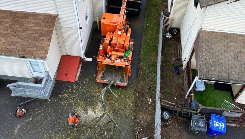 tree services cheshire