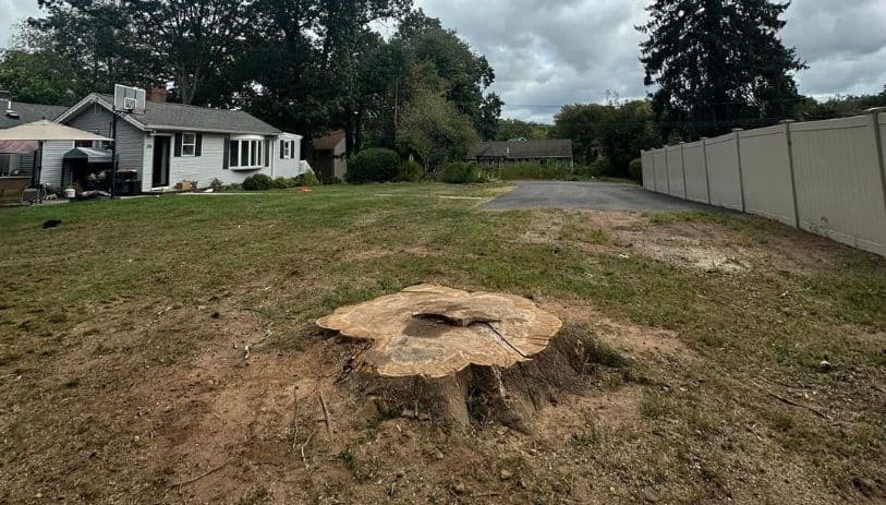 stump grinding Meriden CT