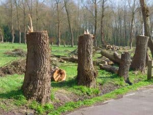signs a tree needs to be removed