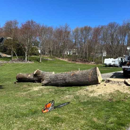 avon tree services