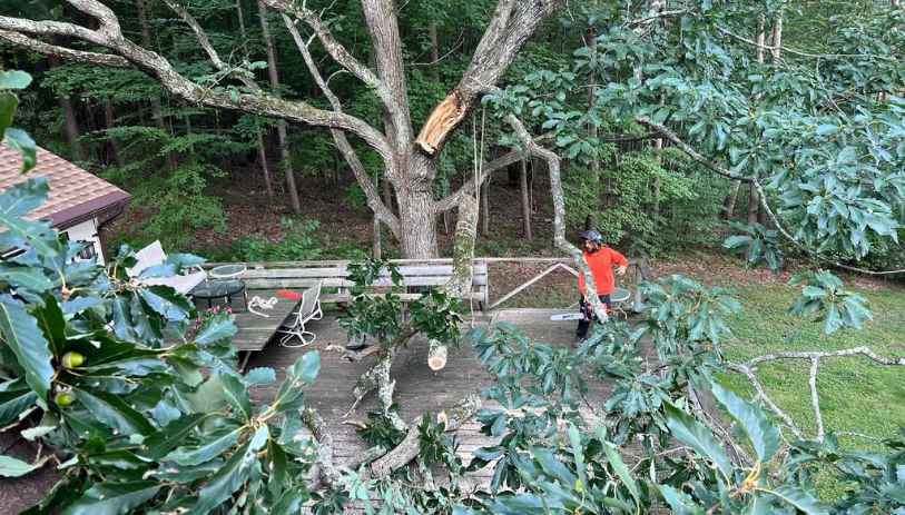 Prospect CT emergency tree cutting service with arborist crew removing fallen limbs near residential property