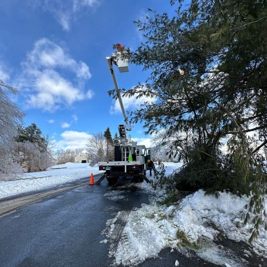 tree services Avon CT