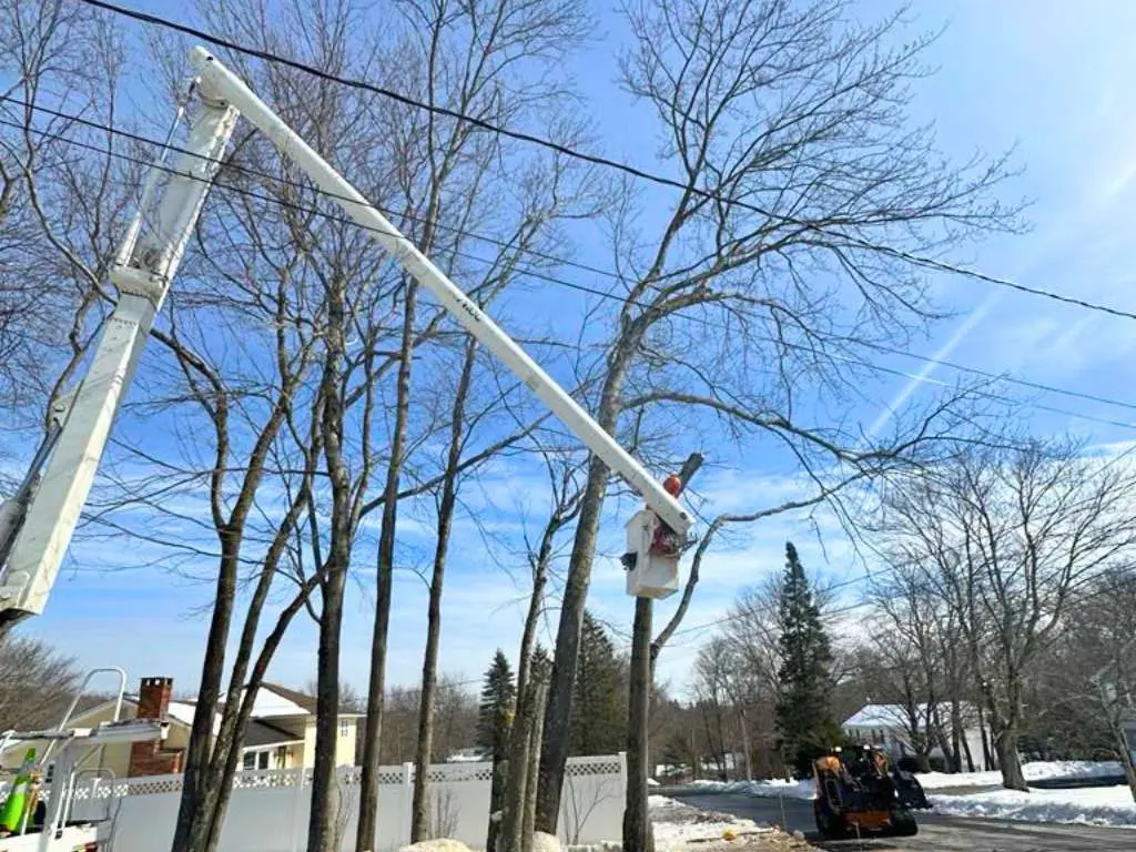 Meriden tree removal 