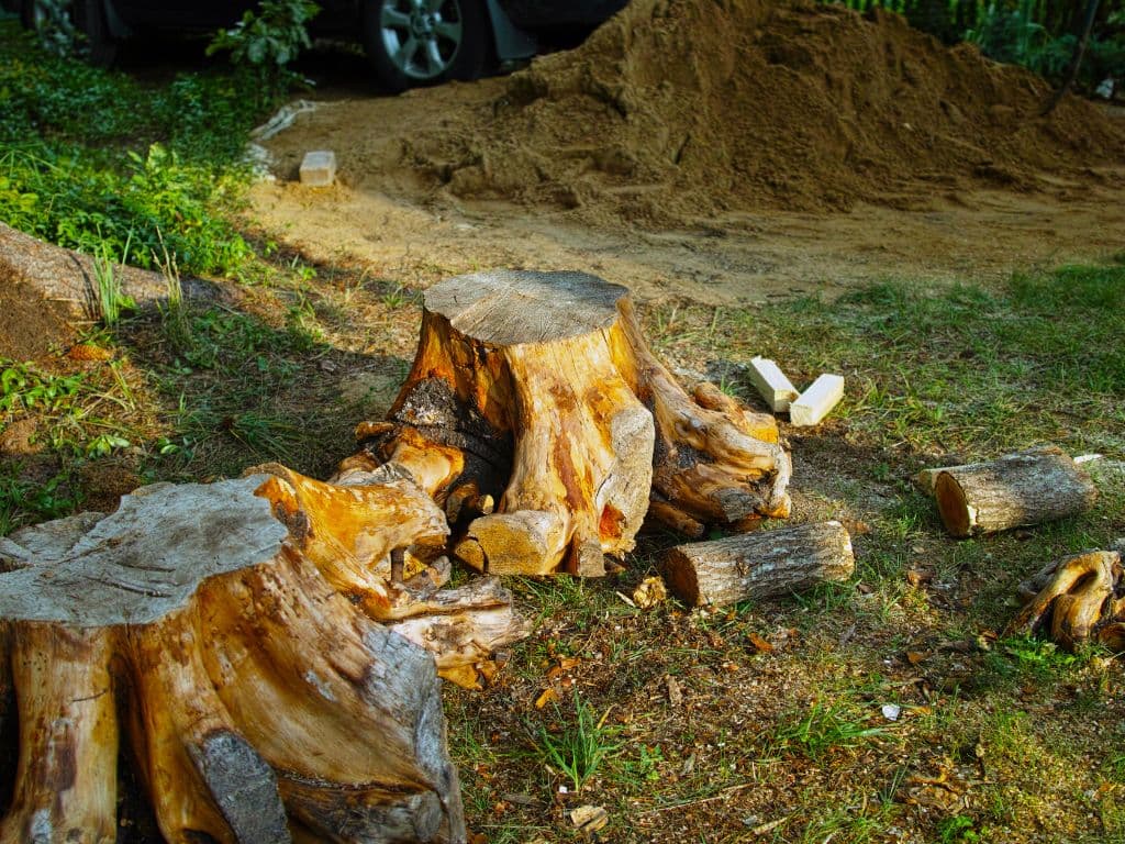 best tree removal service in Burlington