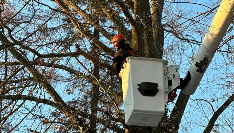avon tree services