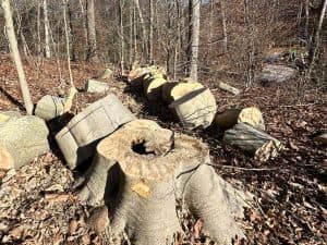 tree removal Meriden