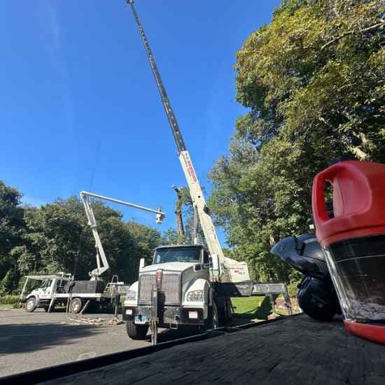 crane assisted tree removal services