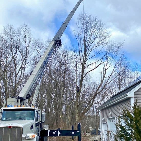 tree hoist company