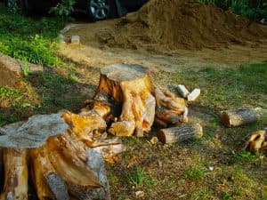 local tree removal in Cheshire CT