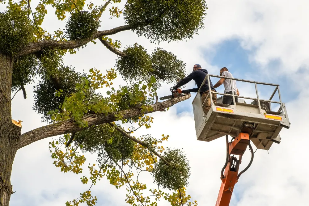 Crane-Assisted Removal