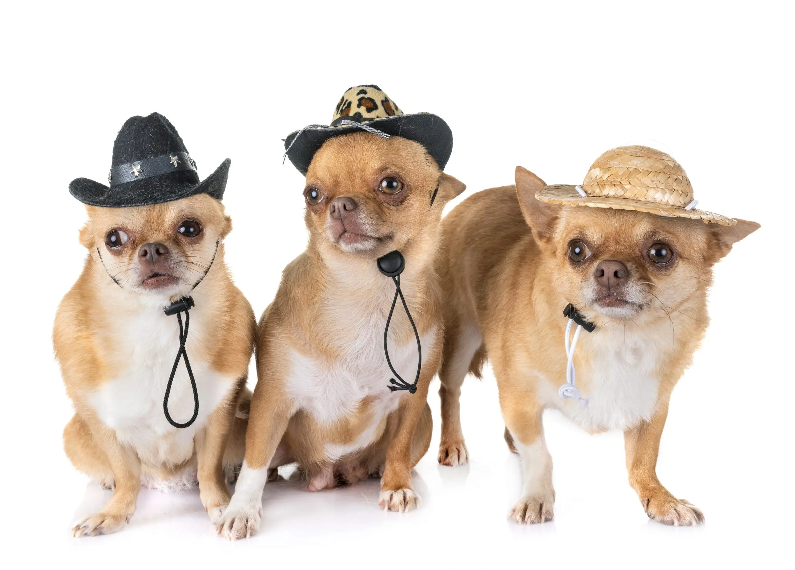 chihuahuas wearing cowboy hats