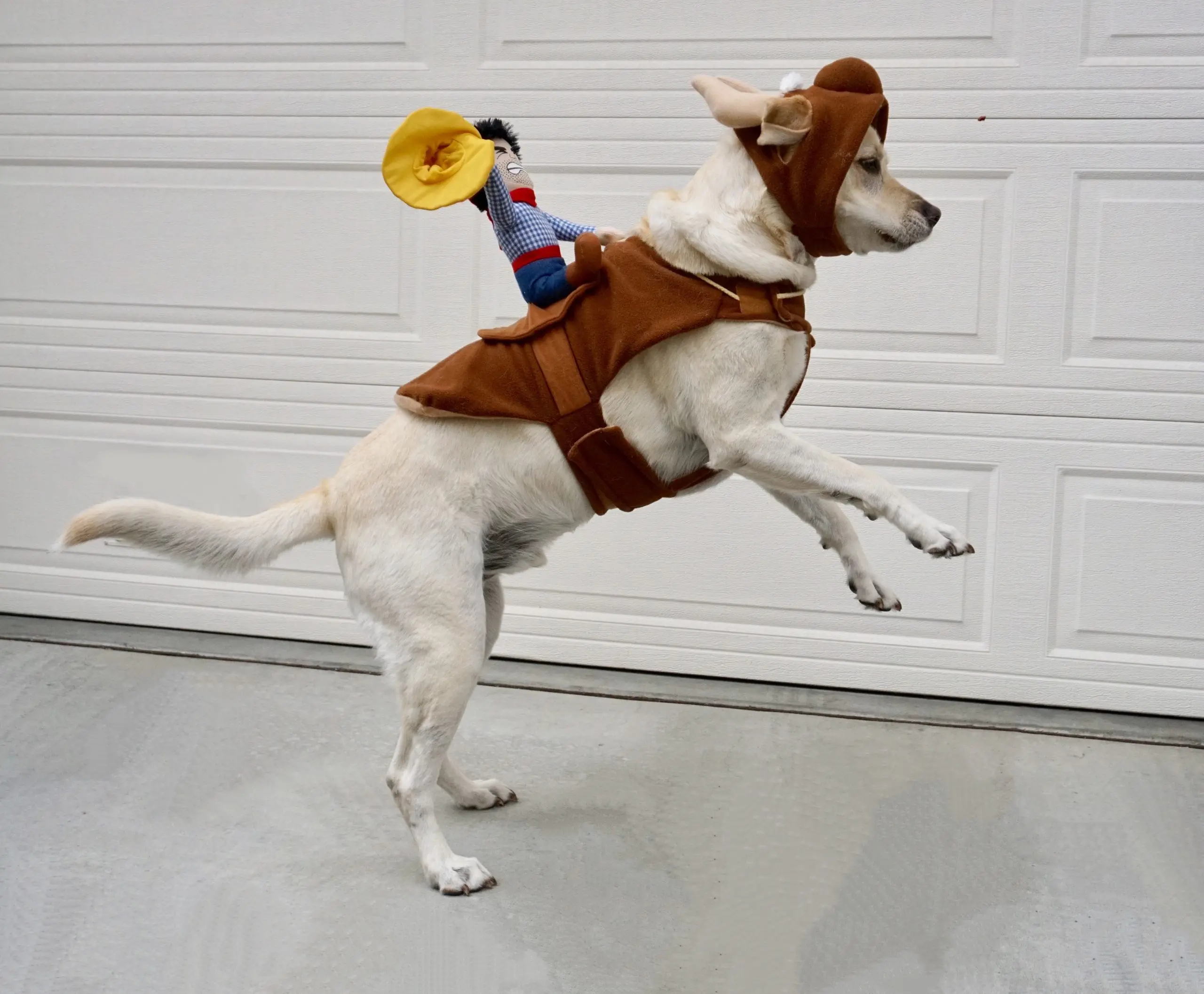 Dog with miniature cowboy on its back