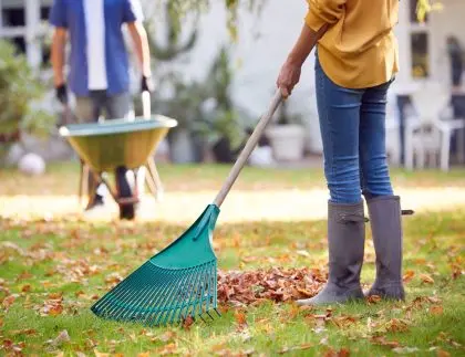 Raking autumn leaves during residential yard cleanup requiring a dumpster