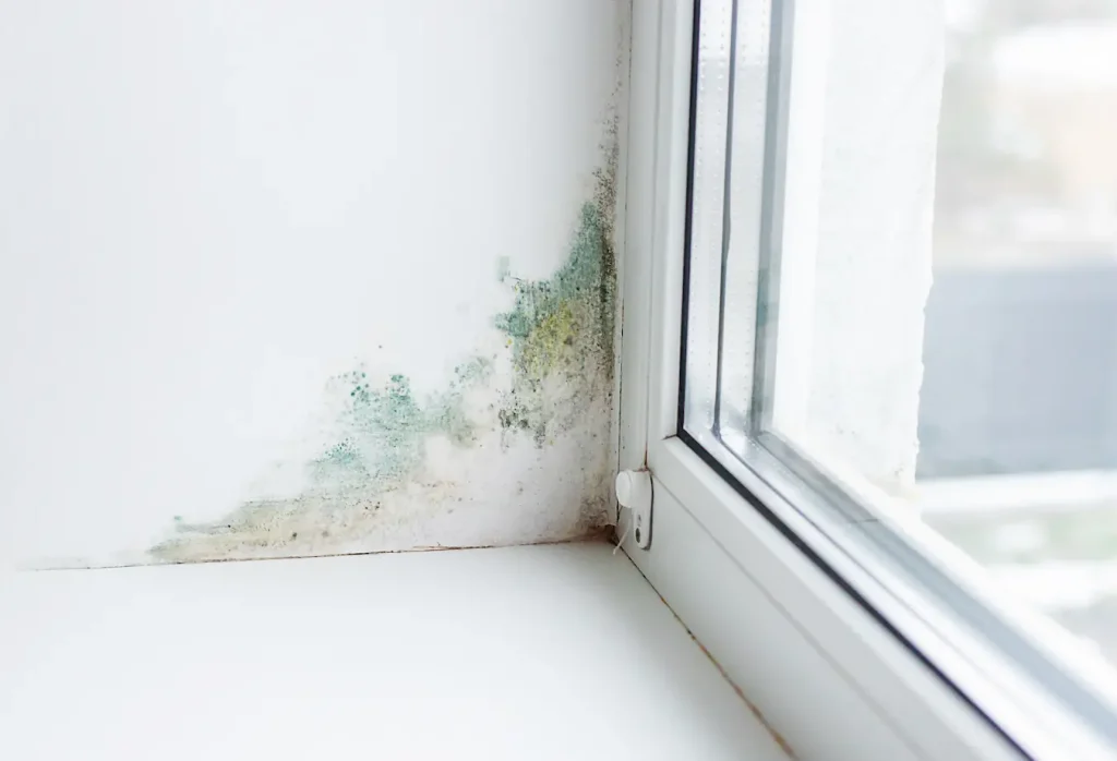 mold on wall